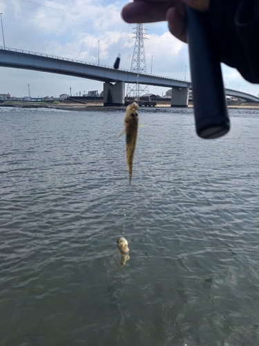 マハゼの釣果