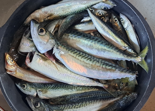 サバの釣果