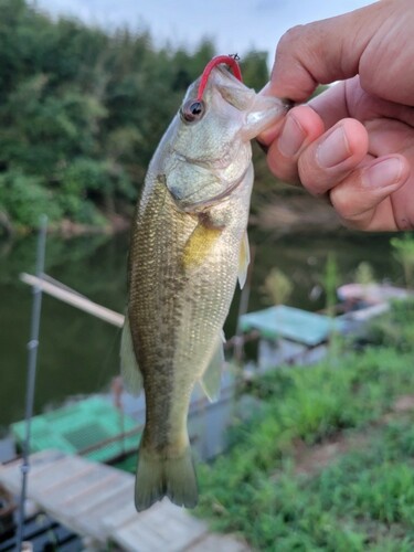 ラージマウスバスの釣果