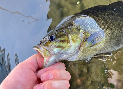 スモールマウスバスの釣果