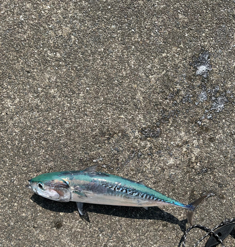 ソウダガツオの釣果