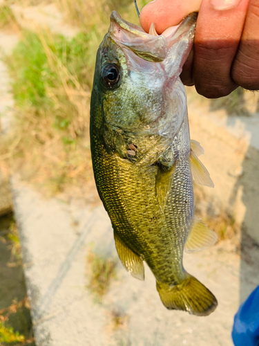 ラージマウスバスの釣果