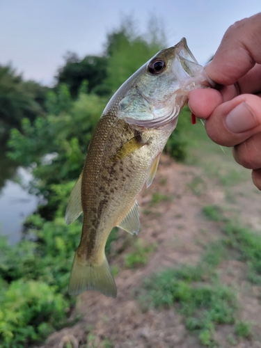 ラージマウスバスの釣果