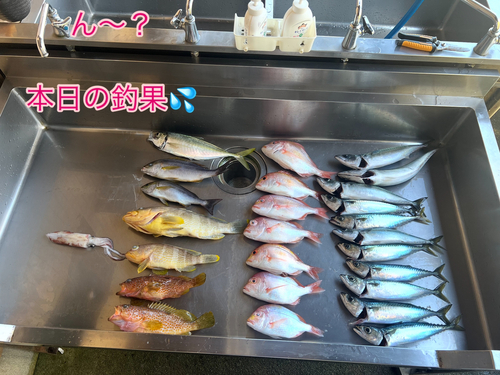 サバの釣果