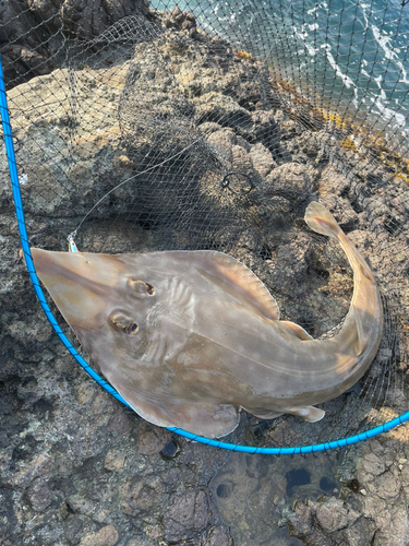 サメの釣果