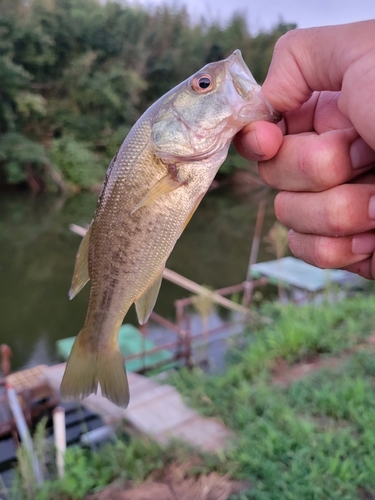 ラージマウスバスの釣果