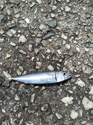 サバの釣果