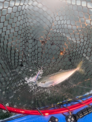 サバの釣果