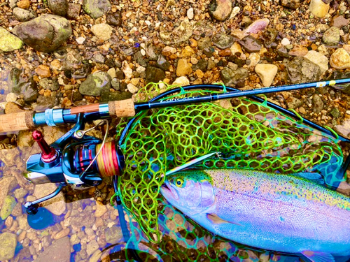 ニジマスの釣果