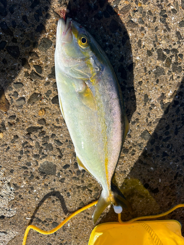 ネリゴの釣果