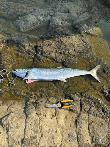 サワラの釣果