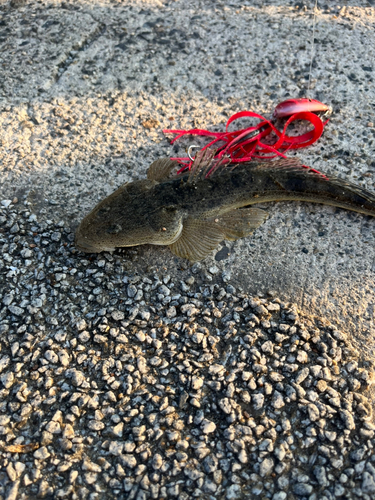 マゴチの釣果