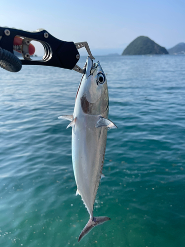 ソウダガツオの釣果