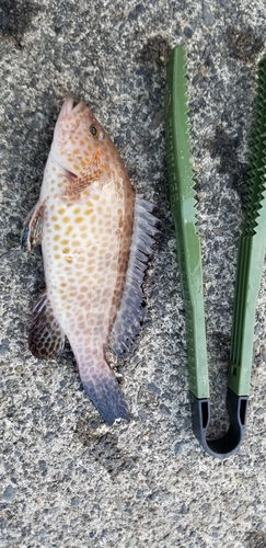 オオモンハタの釣果