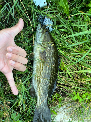 スモールマウスバスの釣果