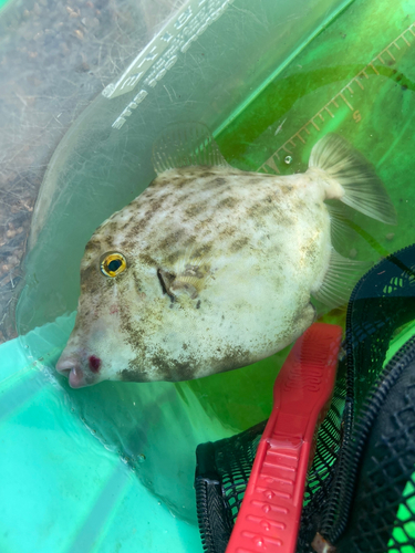 カワハギの釣果