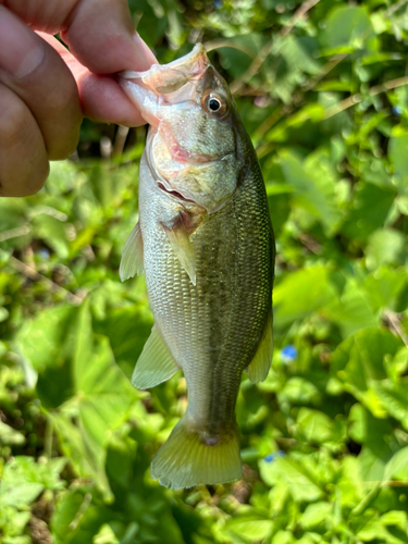 ラージマウスバスの釣果