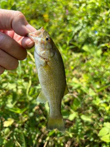 スモールマウスバスの釣果