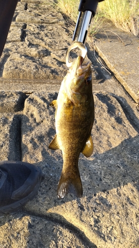 スモールマウスバスの釣果