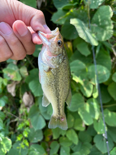 ラージマウスバスの釣果