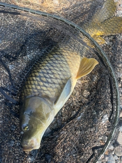 コイの釣果