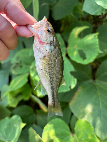 ラージマウスバスの釣果