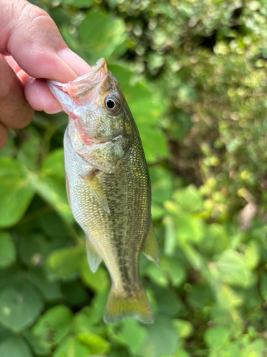 ラージマウスバスの釣果