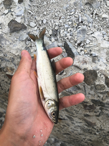 ウグイの釣果