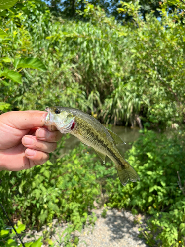 ラージマウスバスの釣果