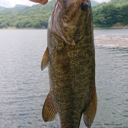 スモールマウスバス