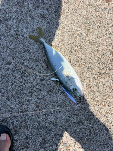 ツバスの釣果