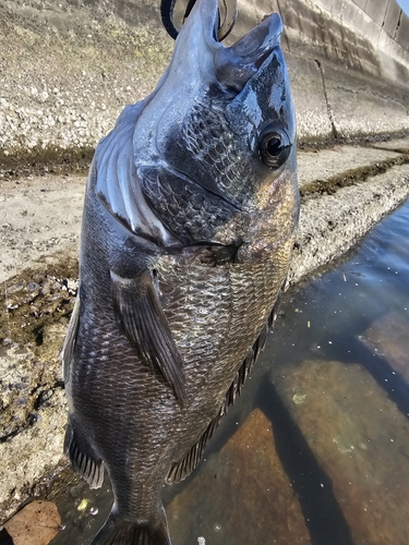 チヌの釣果