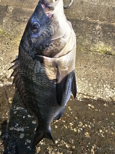 チヌの釣果