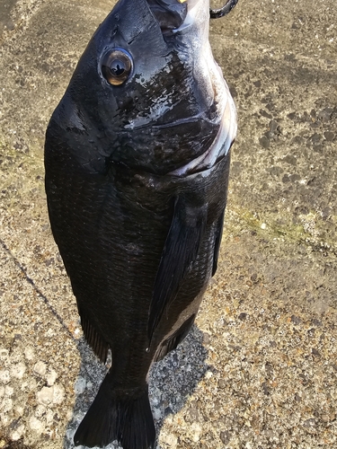 チヌの釣果