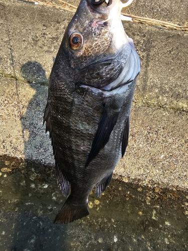 チヌの釣果