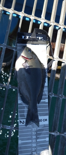 クチブトグレの釣果