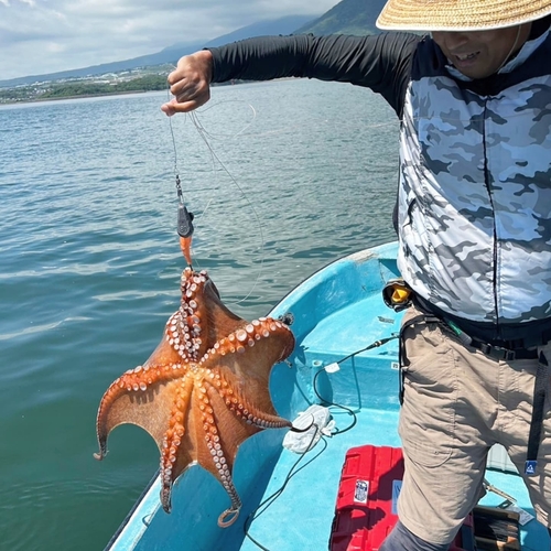 マダコの釣果