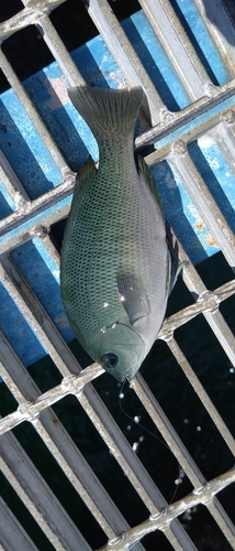 クチブトグレの釣果