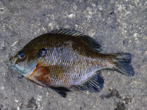 ブルーギルの釣果