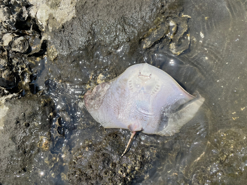 ツバクロエイの釣果