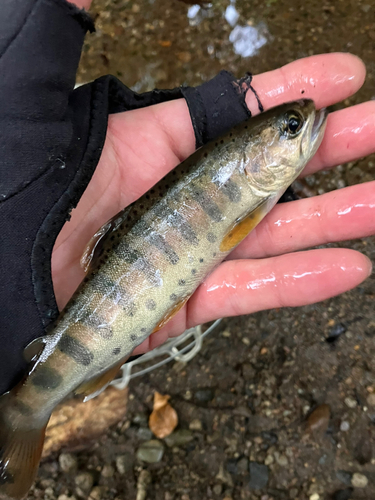 ヤマメの釣果