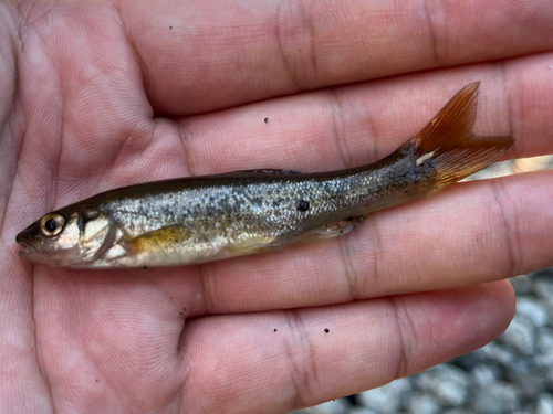 アブラハヤの釣果