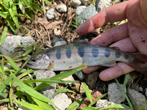 日向渓谷マス釣り場