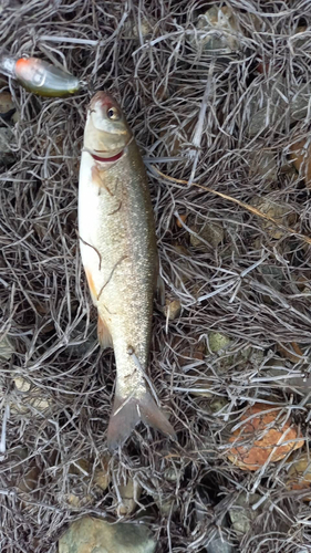 ウグイの釣果