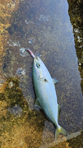 ツバスの釣果