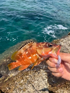 アカハタの釣果