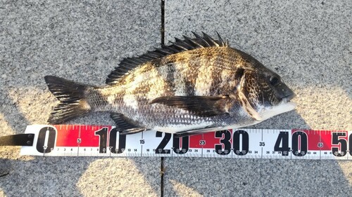 クロダイの釣果