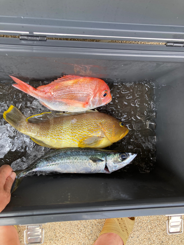 レンコダイの釣果