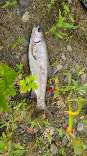 ニジマスの釣果