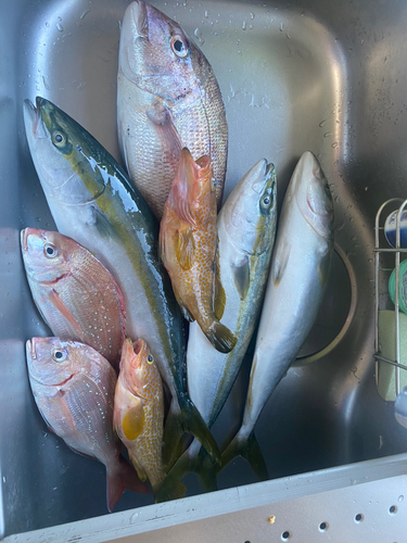 マダイの釣果